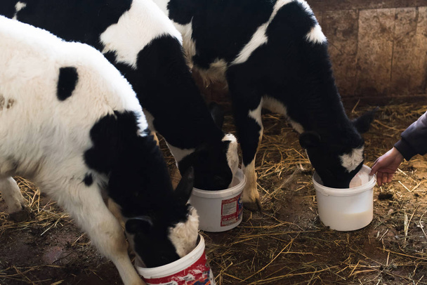 男はバケツから子牛に牛乳を与える。農場の小さな牛は牛乳を飲む. - 写真・画像