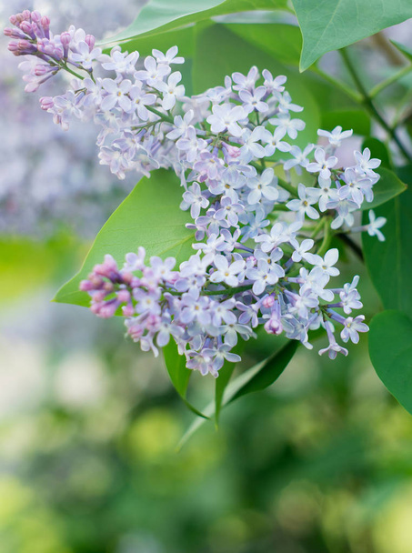 Lilac flowers nature blooming background - Photo, Image