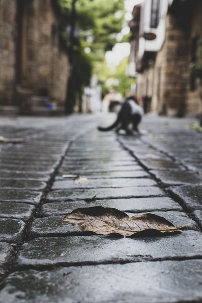 A pale leaf on a cobbled street, over the cobblestones - Fotó, kép