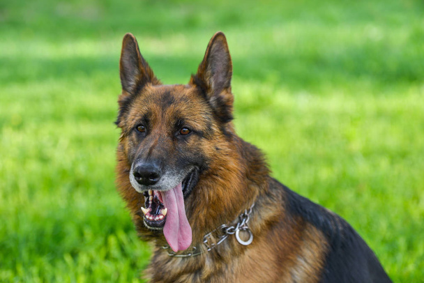 Portret van de Duitse herdershond - Foto, afbeelding