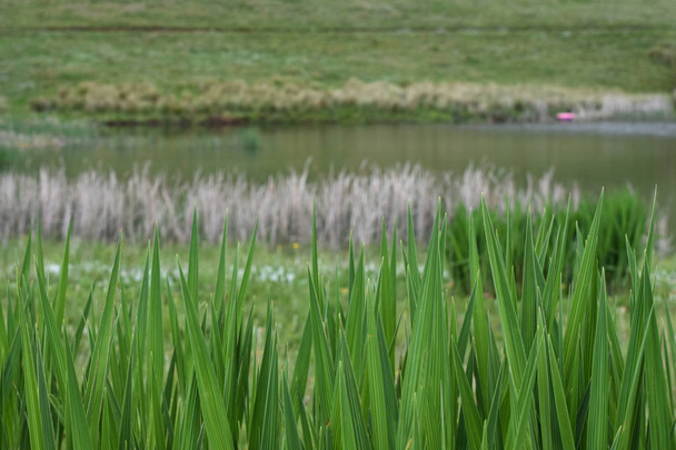 Životní prostředí na břehu jezera u jezera a pole zaostalí, Dullstroom, Jižní Afrika - Fotografie, Obrázek