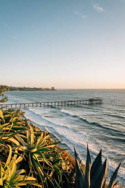 Flowers and view of Scripps Pier at sunset, in La Jolla Shores,  - Fotó, kép
