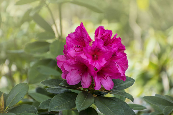 Pinkki atsalea kukkii. Rhododendron ponticum, nimeltään tavallinen alppiruusu tai pontinen alppiruusu
 - Valokuva, kuva