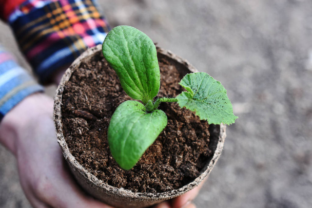 Nahaufnahme einer jungen Sämling-Kürbispflanze in einem Bio-Blumentopf. - Foto, Bild