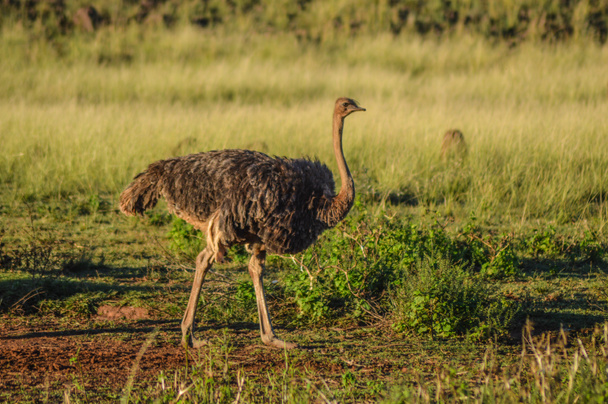 Cape struisvogel vrij wandelen in een veld in Zuid-Afrika - Foto, afbeelding
