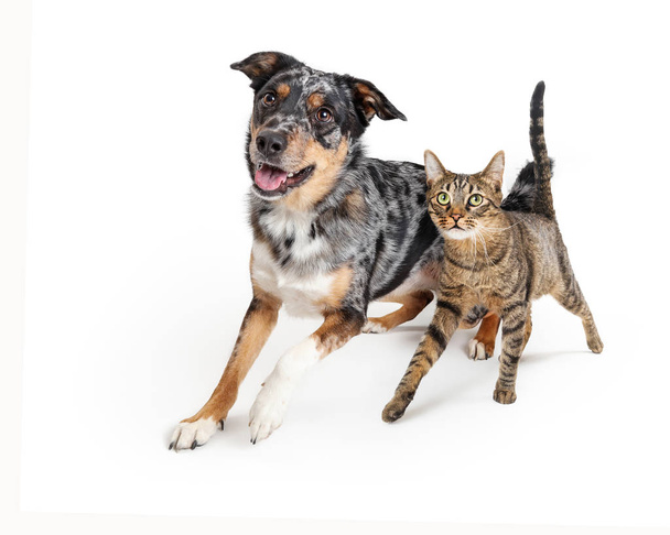 Excited Dog and Cat Walking Forward Together - Photo, Image