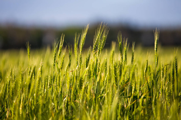 eine grüne Wiese mit Stacheln, Brot wächst gegen den blauen Himmel. Landwirtschaft - Foto, Bild