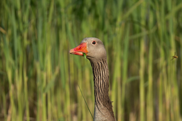 Europian Greylag goose (Anser anser) met een lange en bruine hals, een portret van een gans en een rode snavel, het voeden van groen gras in een snavel. close-up portret. groen riet op de achtergrond uit focus. - Foto, afbeelding