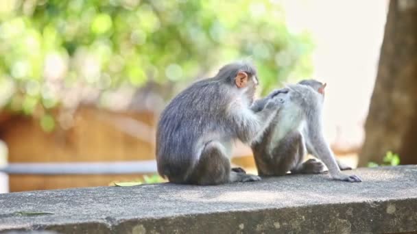 Yakın plan iki maymun Hindistan tropikal parkında açık yeşil arka planda ağaçların gölgesine bakar. - Video, Çekim