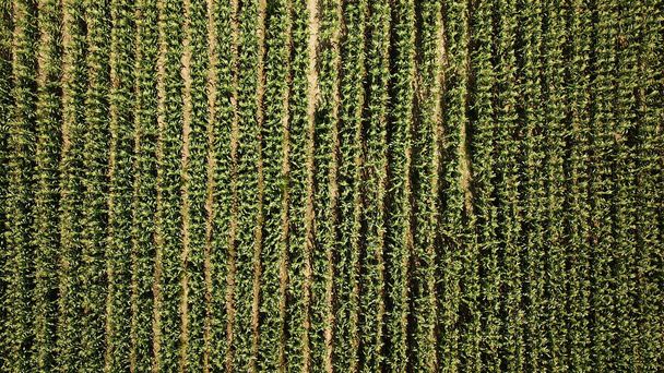 aerial view of beautiful green agriculture field - Foto, Imagen