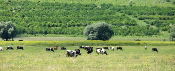 Cows grazing in a farmland - Foto, immagini