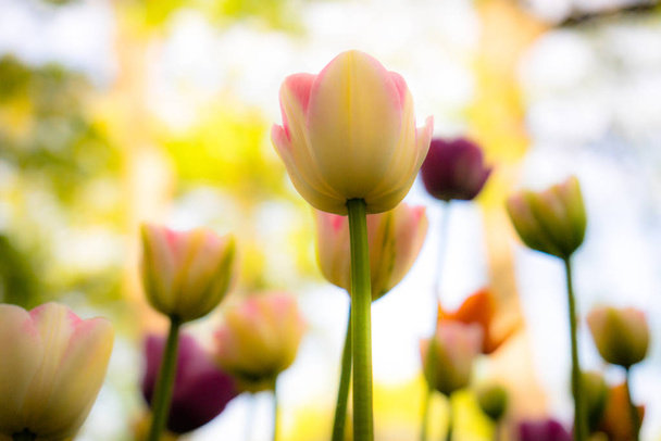 Veelkleurige tulpen in het Park, op het gazon. Symbool van liefde en diefstal. Volgens Feng Shui symboliseren tulpen het begin, de geboorte van iets nieuws. Ongelooflijk mooie bloemen! Een prachtig palet van tinten en een verscheidenheid aan variëteiten maken de - Foto, afbeelding