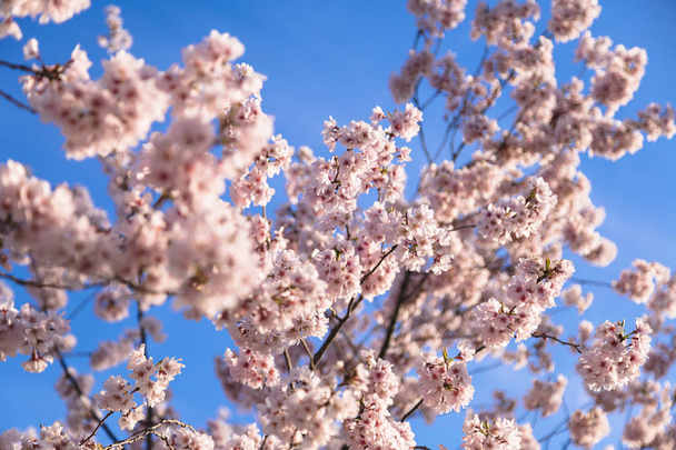 Beautiful cherry blossom sakura tree spring time - Foto, immagini