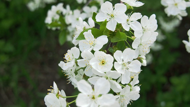 A lot of white flowers on cherry branch in garden. Close shot. Selective soft focus. Blurred background. Camera moving along tree branch blooming with white flowers. Garden in spring. - Footage, Video