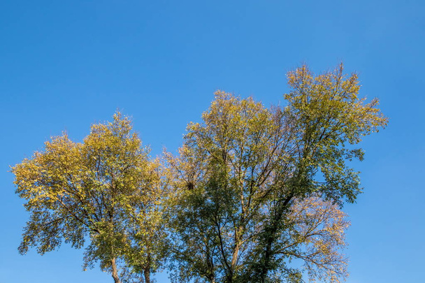 The branches of a tree with autumn leaves isolated against a crisp blue sky image with copy space - Foto, Bild