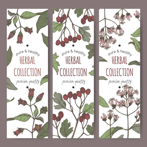 Three color labels with belladonna, quinine or Jesuit bark and common hawthorn sketch. - Vettoriali, immagini