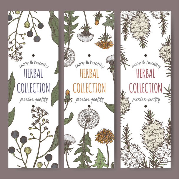 Set of three color labels with camphorwood or camphor laurel, Dandelion and tea tree sketch. Green apothecary series. - Вектор,изображение