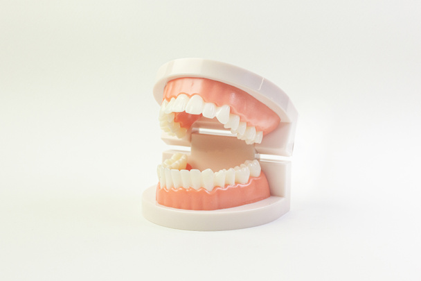 Het tand model op witte achtergrond voor tandheelkundige inhoud. - Foto, afbeelding