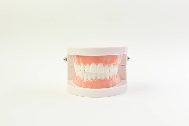Il modello di dente su sfondo bianco per il contenuto dentale
. - Foto, immagini