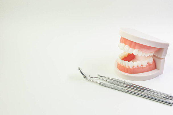 Модель зуба на білому тлі для вмісту зубів
. - Фото, зображення