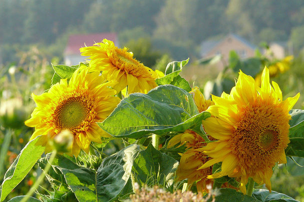 drei gelbe Doppelsonnenblumen mit grünen Blättern im Hintergrund - Foto, Bild
