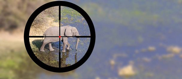 狩猟:アフリカゾウの自然の生息地 - 写真・画像