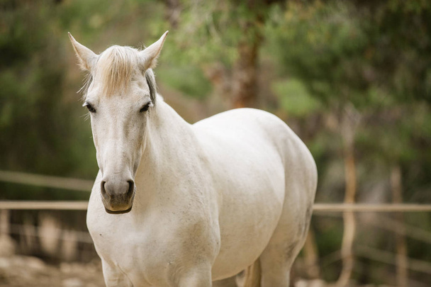 caballo blanco en libertad, mirando a la cámara
 - Foto, Imagen