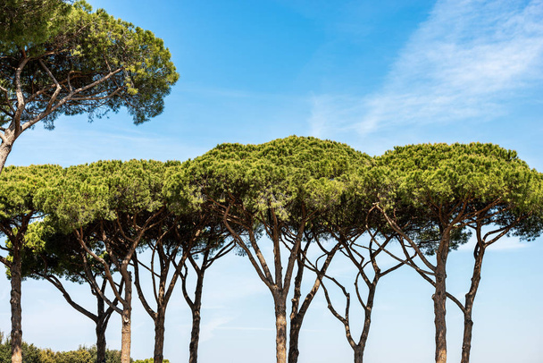 Δάσος με θαλάσσια πεύκα-Όστια αντίκα Ρώμη Ιταλία - Φωτογραφία, εικόνα