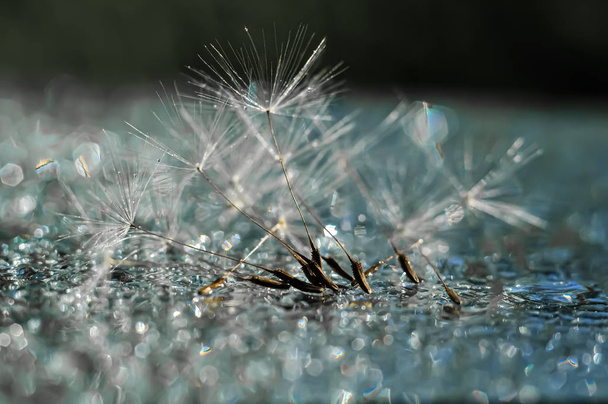 Still life with dandelion parachutes - Φωτογραφία, εικόνα