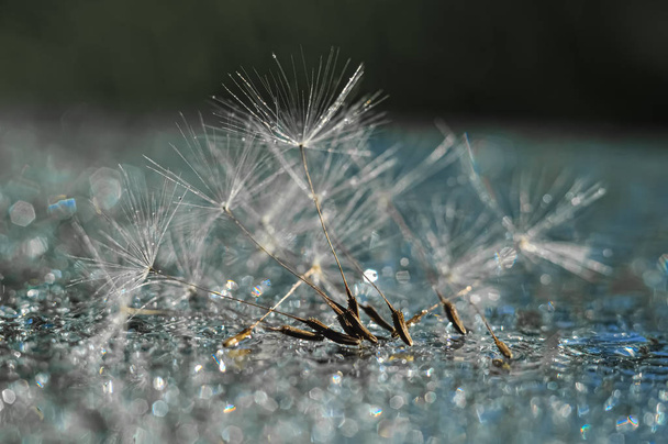 Still life with dandelion parachutes - Foto, Bild