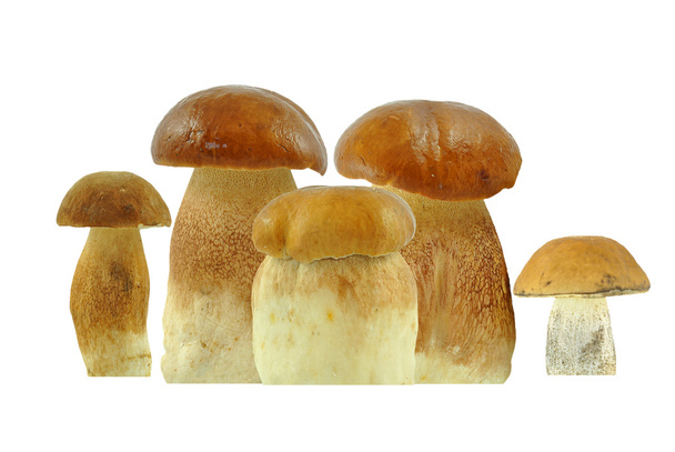 Mushrooms - Foto, Imagen