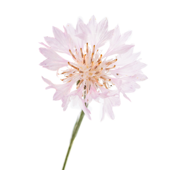Цветы василька
 - Фото, изображение