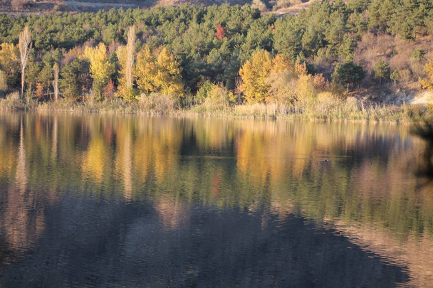 Agua azul en un lago forestal con pinos - Foto, Imagen