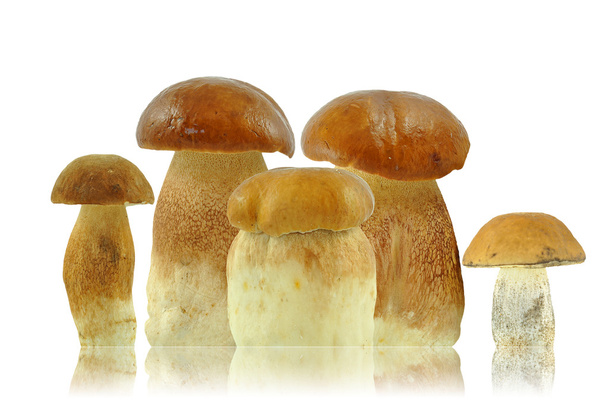 Mushrooms - Zdjęcie, obraz
