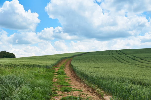 Brillante día de verano soleado grandes nubes sobre el campo verde de trigo joven
           - Foto, imagen