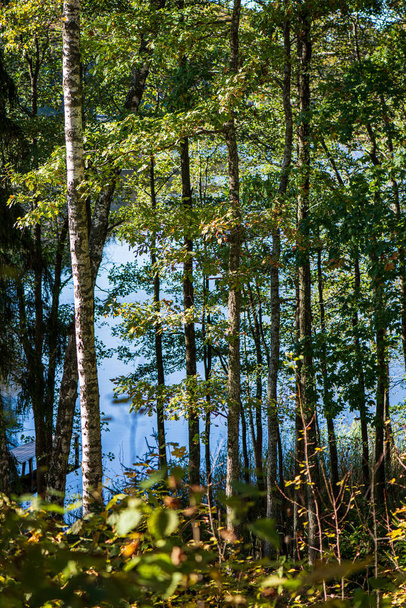 自然の中で日当たりの良い秋にカラフルな木の葉 - 写真・画像