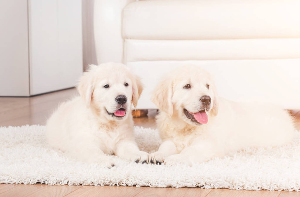 Two retriever puppies at home - Foto, afbeelding