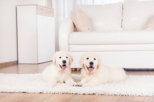 Two retriever puppies at home - 写真・画像