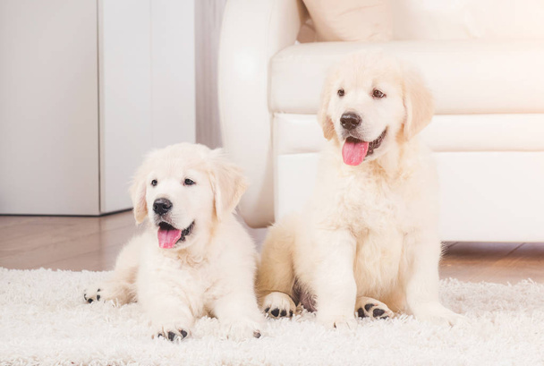 Two retriever puppies at home - Foto, Bild