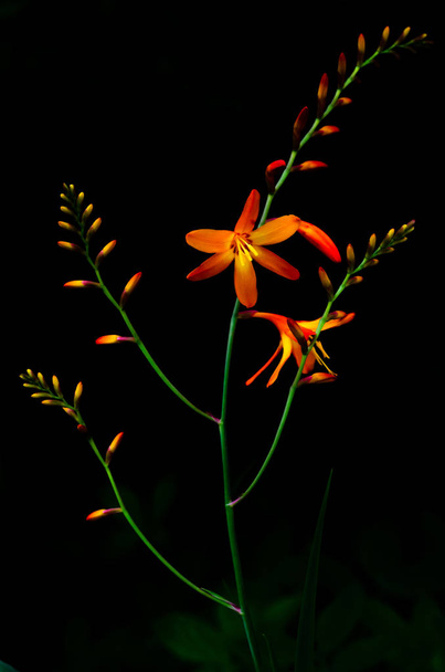 Vertical picture of orange color of Montbretia (Crocosmia) flower - Photo, Image