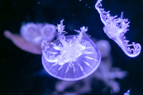 Close-up Jellyfish, Medusa in fish tank with neon light. Jellyfi - Foto, Bild
