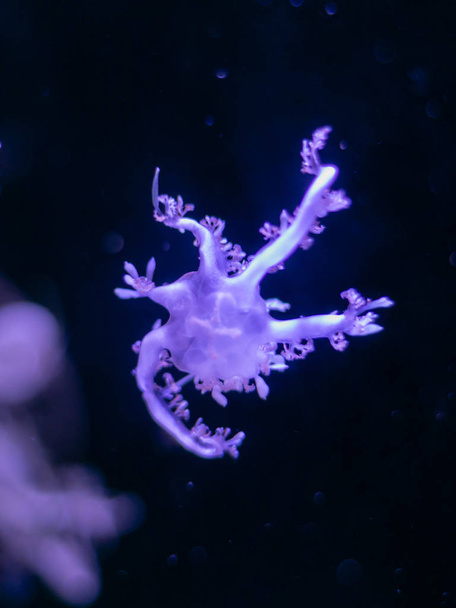 lähikuva Meduusa, Medusa akvaariossa neonvalolla. Jellyfi
 - Valokuva, kuva