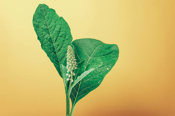 Beautiful green leaf and flower on a yellow background. American pokeweed (Phytolacca americana).  - Photo, Image