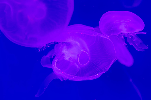 Close-up Jellyfish, Medusa in fish tank with neon light. Jellyfi - Фото, зображення