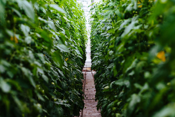 Greenhouse with tomatoes, long aisle between green plants - Fotó, kép