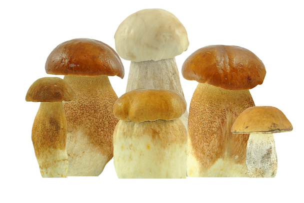 Mushrooms - Foto, Imagen