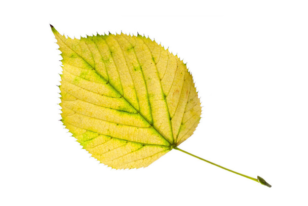 Желтый листовой лист - осень приближается
. - Фото, изображение