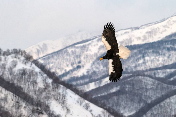 Steller's sea eagle flying in front of winter mountains scenery in Hokkaido, Bird silhouette. Beautiful nature scenery in winter. Mountain covered by snow, glacier, birding in Asia, wallpaper,Japan - Photo, Image