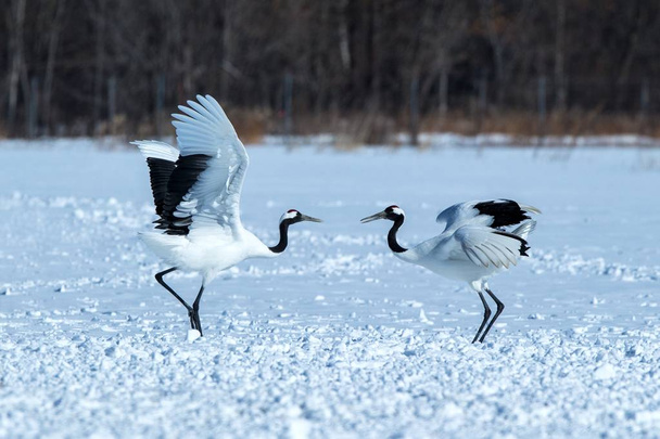 Taniec czerwone koronowane żurawie (Grus japoński) z otwartymi skrzydłami na śnieżnej łące, rytuał tańca krycia, zima, Hokkaido, Japonia, Japońskie Żuraw, piękne białe i czarne ptaki, elegancki, dzikiej przyrody - Zdjęcie, obraz