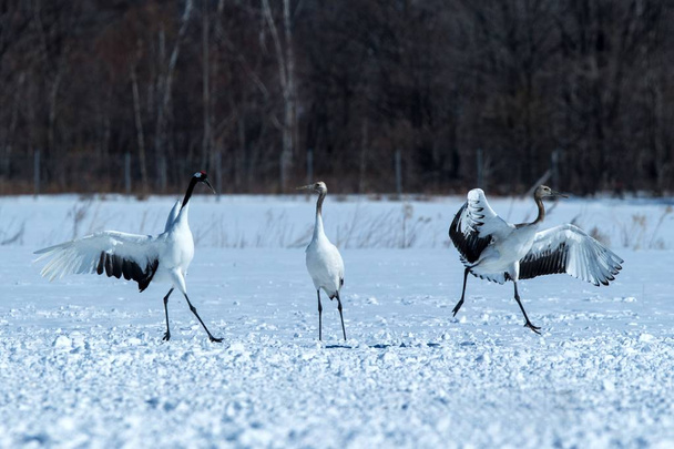 Tančící Rudí korunní jeřáby (Grus japonensis) s otevřenými křídly na zasněžené louce, rituální taneční rituál, zima, Hokkaido, Japonsko, japonský jeřáb, krásný bílý a černý pták, elegantní, divoké zvěře - Fotografie, Obrázek